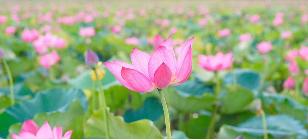 La gestion du stress chez les femmes