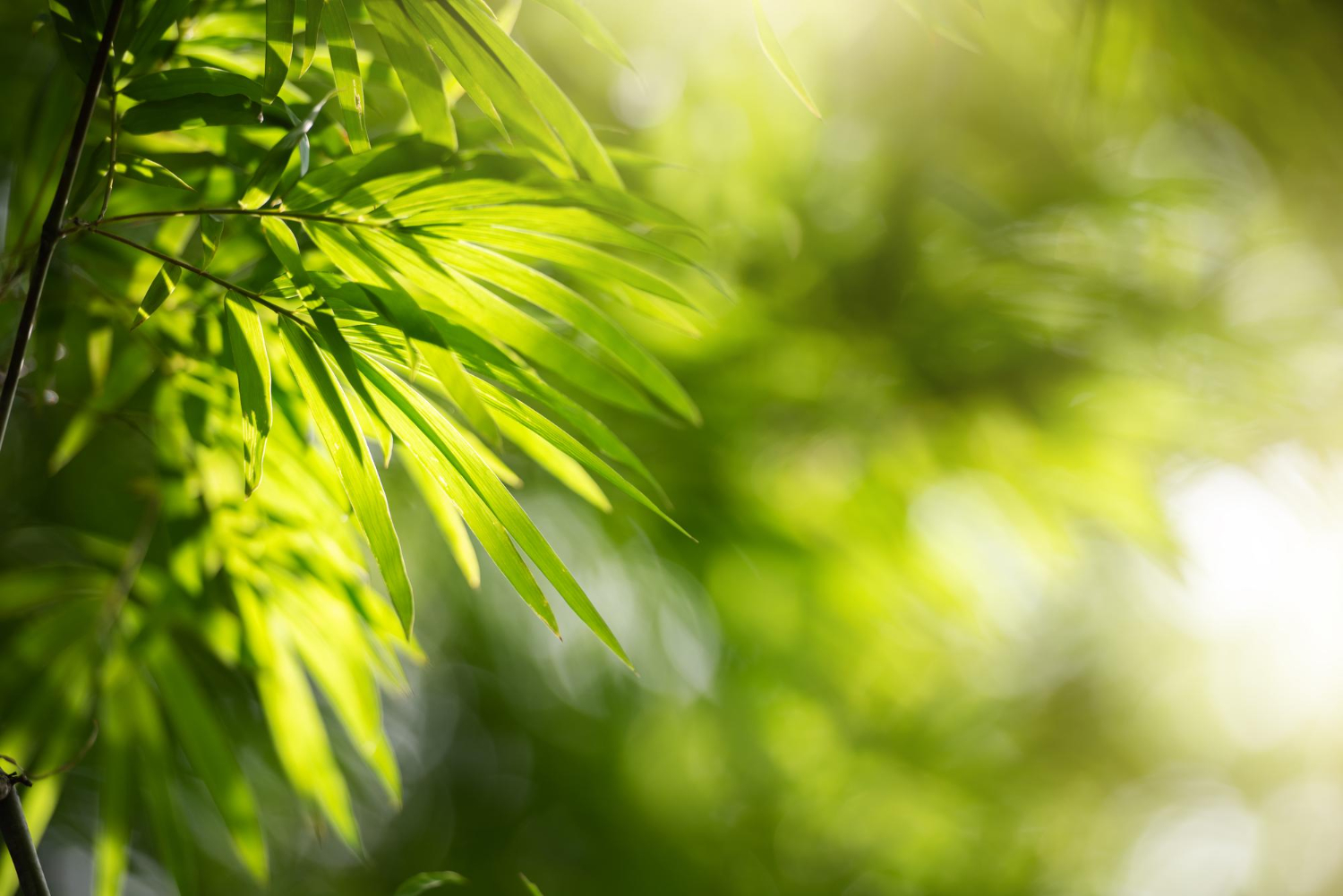 « Feuille de bambou éclairée par la lumière naturelle, symbole de calme, respiration et équilibre en sophrologie »