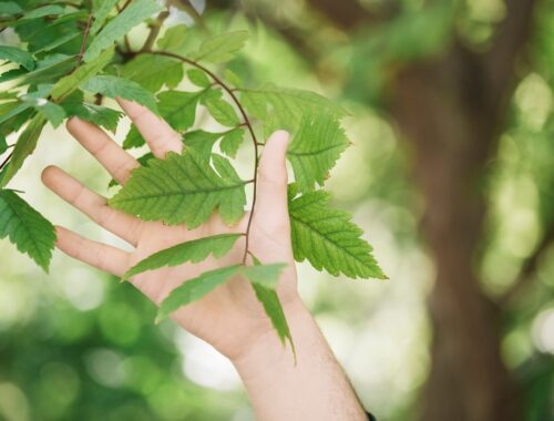 Image douce et naturelle illustrant la sophrologie : une main en contact avec une feuille verte, symbolisant l’apaisement, la présence et l’accompagnement bienveillant.