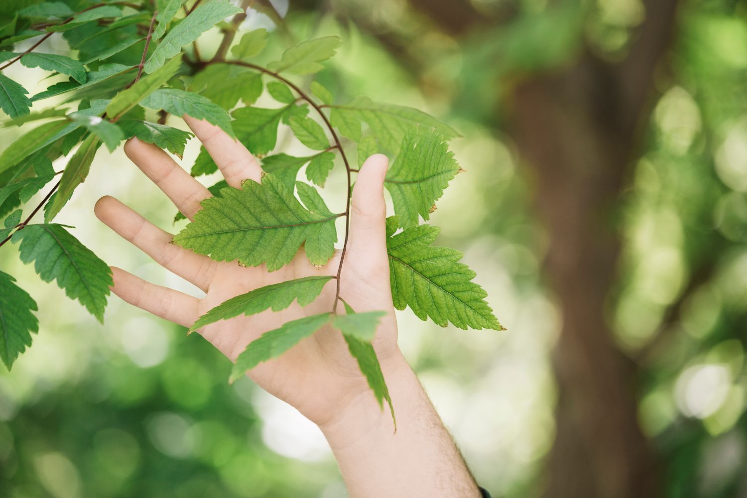 Image douce et naturelle illustrant la sophrologie : une main en contact avec une feuille verte, symbolisant l’apaisement, la présence et l’accompagnement bienveillant.