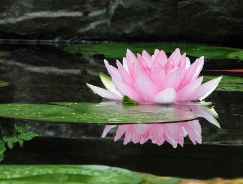 Lotus rose avec des feuilles ovales vertes reposant sur l'eau.