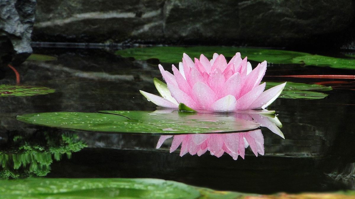 Lotus rose avec des feuilles ovales vertes reposant sur l'eau.